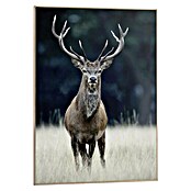 Reinders Bild Slim Frame Wood (Deer, B x H: 50 x 70 cm) | BAUHAUS