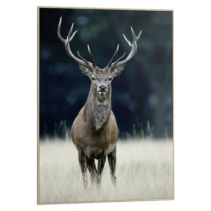 Reinders Bild Slim Frame Wood - Deer, B x H: 50 x 70 cm - Hirschportrait im Rahmen. Das Bild zeigt einen majestätischen Hirsch vor dunklem Hintergrund, eingerahmt für eine stilvolle Wanddekoration.