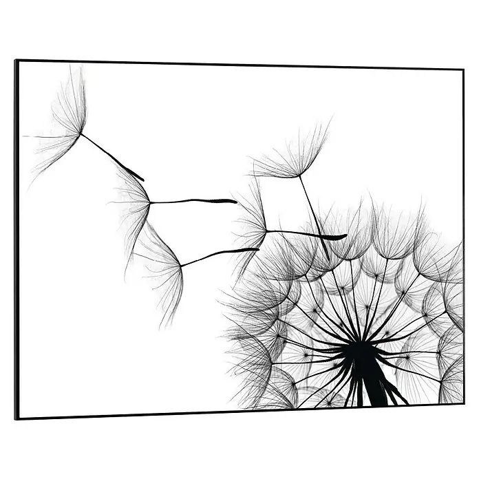 Reinders Bild Slim Frame Black - Dandelion, B x H: 70 x 50 cm - Nahaufnahme einer Pusteblume auf Leinwand, die die filigranen Details und die zerbrechliche Schönheit der Natur hervorhebt.