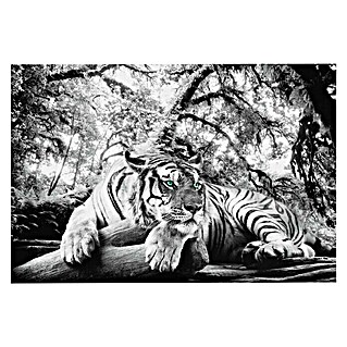 Foto op glas (Tiger is Watching You, b x h: 116 x 78 cm)