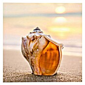 Foto op glas (Sunset Shell II, b x h: 30 x 30 cm) | BAUHAUS