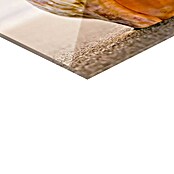 Foto op glas (Sunset Shell II, b x h: 30 x 30 cm) | BAUHAUS