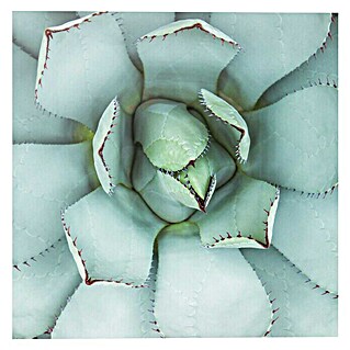 Foto op glas (Succulent III, b x h: 30 x 30 cm)