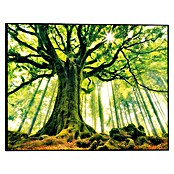 Canvasschilderij (Autumn Forest III, b x h: 52 x 40 cm) | BAUHAUS