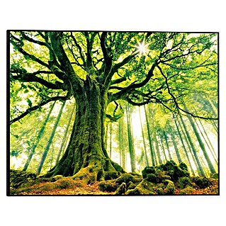 Canvasschilderij (Autumn Forest III, b x h: 52 x 40 cm)