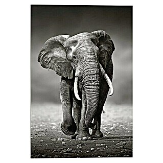 Decopanel (Elephant Walking, B x H: 60 x 90 cm)