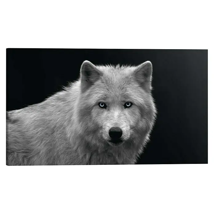 Reinders Holzbild Deco Block - White Wolf - Blue Eyes, B x H: 118 x 70 cm - Nahaufnahme eines weißen Wolfes mit leuchtend blauen Augen vor einem dunklen Hintergrund. Das Fell des Wolfes ist dicht und detailreich dargestellt.