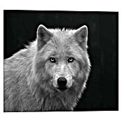 Reinders Decopanel (White Wolf - Blue Eyes, B x H: 50 x 40 cm) | BAUHAUS