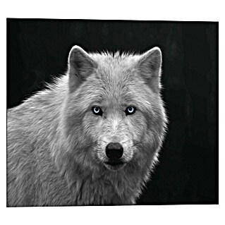 Reinders Decopanel (White Wolf - Blue Eyes, B x H: 50 x 40 cm)