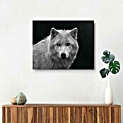 Reinders Decopanel (White Wolf - Blue Eyes, B x H: 50 x 40 cm) | BAUHAUS