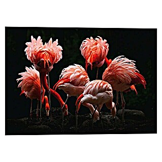 Foto op glas Fine Art (R. Claeys Flamingo Art, b x h: 140 x 100 cm)