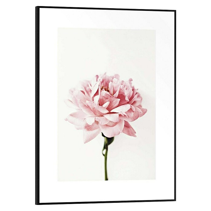 Reinders Bild Slim Frame Black (Pink Rose, B x H: 30 x 40 cm) | BAUHAUS