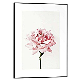 Bild Slim Frame (Pink Rose, B x H: 30 x 40 cm)