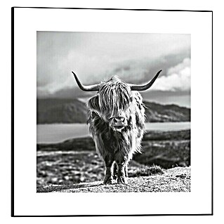 Canvasschilderij Slim Frame (Highland Cow, b x h: 50 x 50 cm)