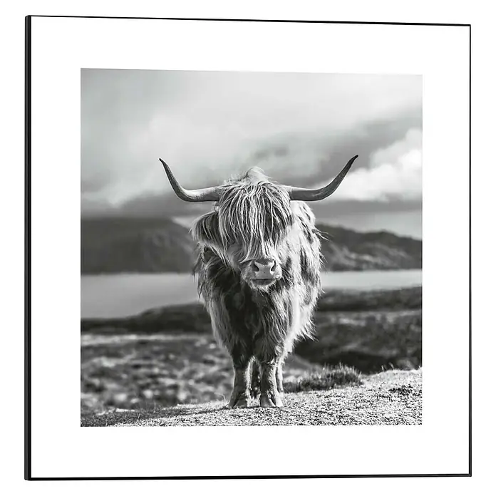 Reinders Bild Slim Frame Black - Highland Cow, B x H: 50 x 50 cm - Schwarz-Weiß-Foto eines Highlandrindes mit beeindruckenden Hörnern in einem quadratischen Rahmen. Perfekt für Liebhaber der schottischen Landschaft.