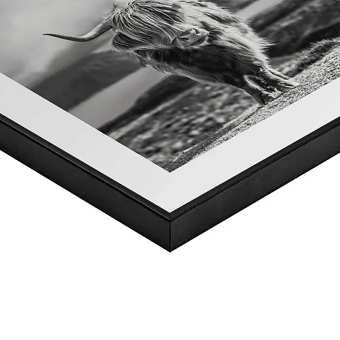 Reinders Bild Slim Frame Black - Highland Cow, B x H: 50 x 50 cm - Schwarz-Weiß-Foto eines Hochlandrindes in einem edlen schwarzen Rahmen mit weißem Passepartout, das die rustikale Schönheit des Tieres hervorhebt.