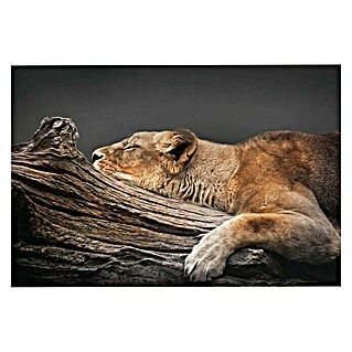 Foto op glas (Lion Tree, b x h: 116 x 78 cm)