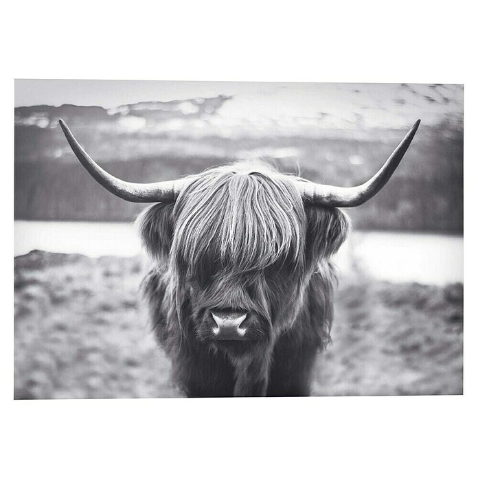 DecopanelHighland Cow, B x H: 140 x 100 cm Front View