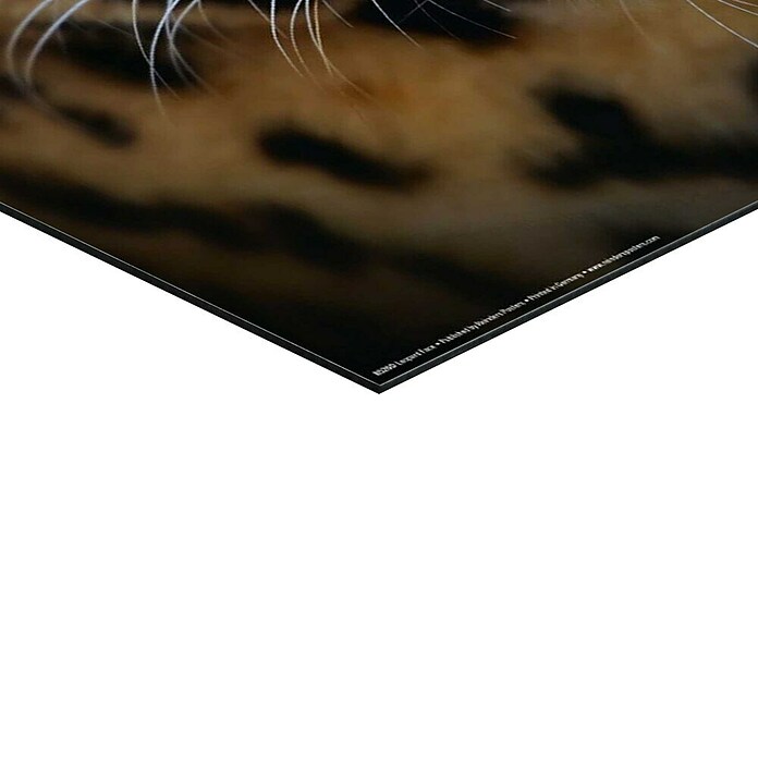 Reinders Decopanel (Leopard Face, B x H: 40 x 50 cm) | BAUHAUS