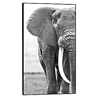 Canvasschilderij (Elephant on Withe, b x h: 70 x 118 cm)