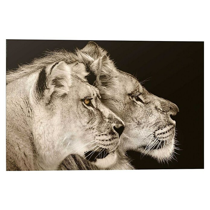 Decoratief paneel (Two Lions, b x h: 90 x 60 cm) | BAUHAUS