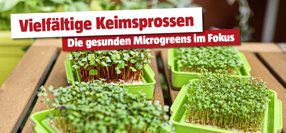 Reiche Ernte mit Sprossen