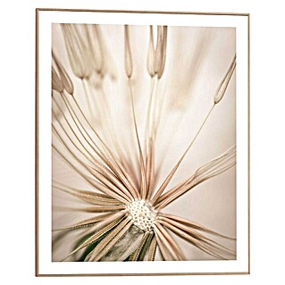 Reinders Bild Slim Frame Wood (Dandelion Heart, B x H: 40 x 50 cm)