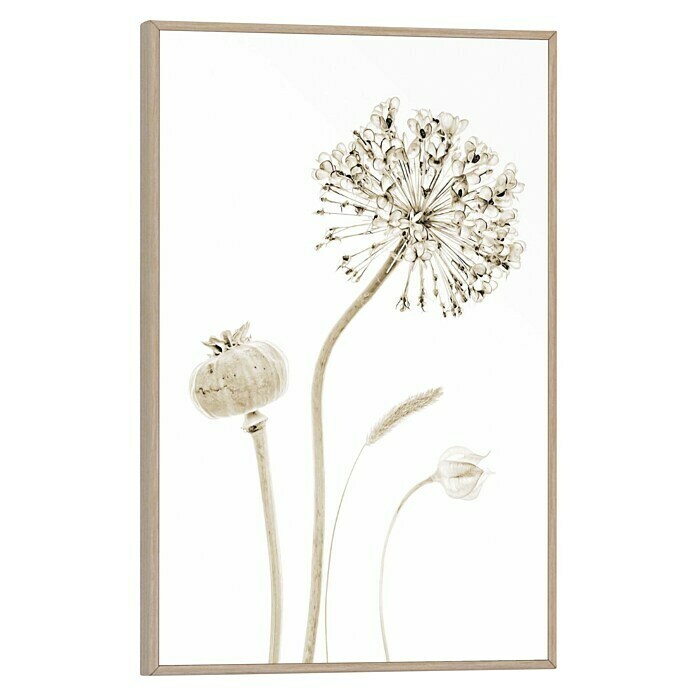 Reinders Bild Slim Frame Wood (Flower Stills, B x H: 20 x 30 cm) | BAUHAUS