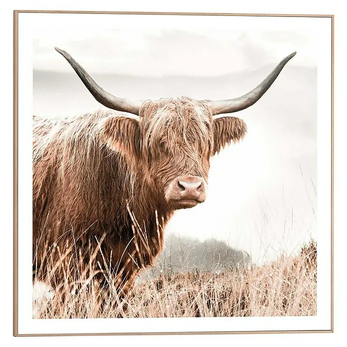 Reinders Bild Slim Frame Wood - Nature Cow, B x H: 50 x 50 cm - Ein gerahmtes Bild eines Highlandrindes mit langen Hörnern, das im Gras steht, ein dekoratives Element für Ihr Zuhause.