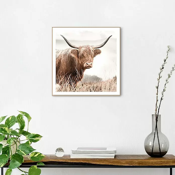 Reinders Bild Slim Frame Wood - Nature Cow, B x H: 50 x 50 cm - Gerahmter Druck einer Hochlandkuh mit langen Hörnern, über Holzregal mit Pflanzen und Deko.