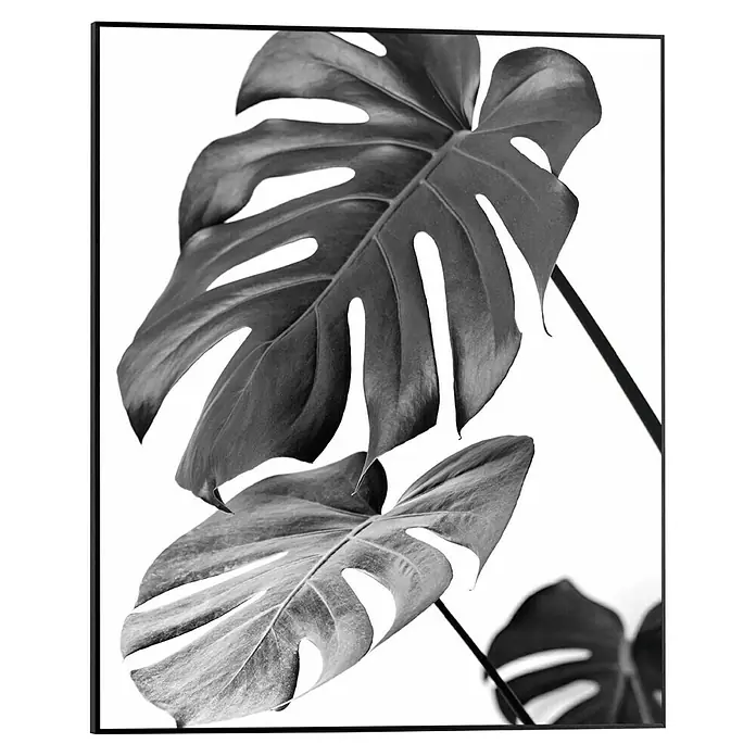 Reinders Bild Slim Frame Black - Monstera Black, B x H: 40 x 50 cm - Schwarz-Weiß-Foto von Monstera-Blättern mit markanten Ausschnitten, die einen modernen und botanischen Akzent setzen.