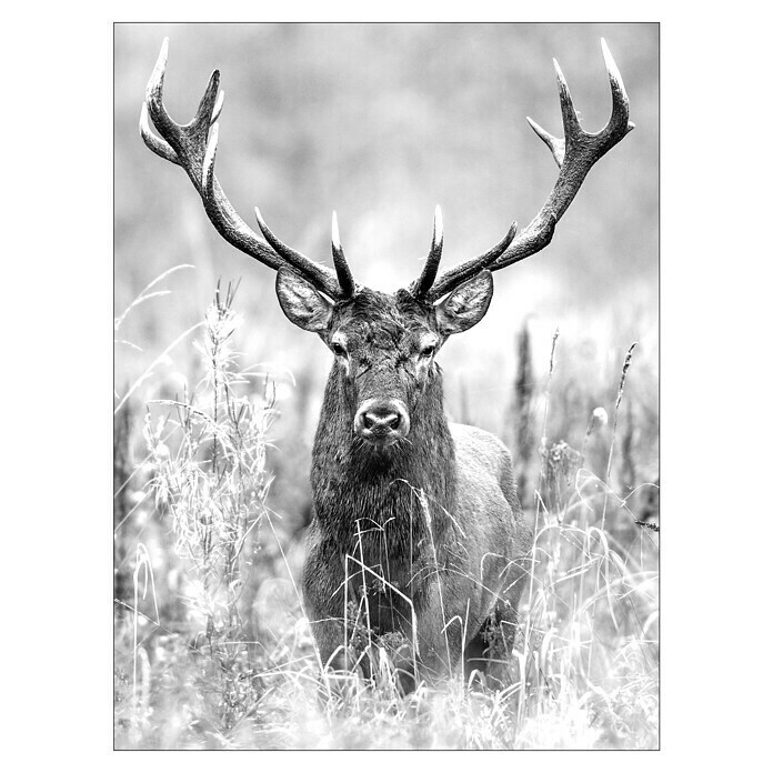 ProArt Type Hype Slika na lesu  (Grey Deer Head II, Š x V: 60 x 80 cm) | 6763 - Holzbilder | HFDC - Fertigbilder | HFD - Galerie | HF - Galerie | H - Innendeko/Farben | BAUHAUS
