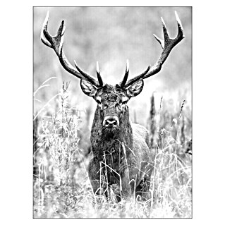 ProArt Type Hype Slika na lesu (Grey Deer Head II, Š x V: 60 x 80 cm)
