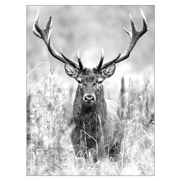 ProArt Type Hype Holzbild - Grey Deer Head II, B x H: 60 x 80 cm - Vorderansicht