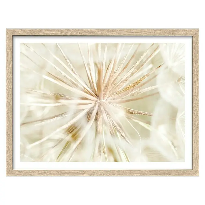 ProArt Bild Slim Scandic - Dandelion I, B x H: 33 x 43 cm - Nahaufnahme einer gerahmten Pusteblume mit filigranen Details, ideal für eine ruhige und natürliche Wanddekoration.