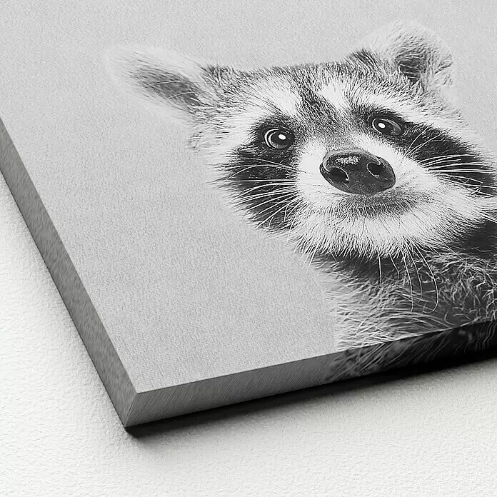 ProArt Young Living Leinwandbild - Young Racoon, B x H: 30 x 30 cm - Detailaufnahme