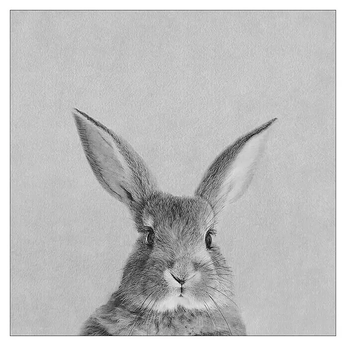 ProArt Young Living Leinwandbild - Rabbit, B x H: 30 x 30 cm - Schwarz-weißes Nahaufnahme-Porträt eines Kaninchens, das nach vorne schaut.