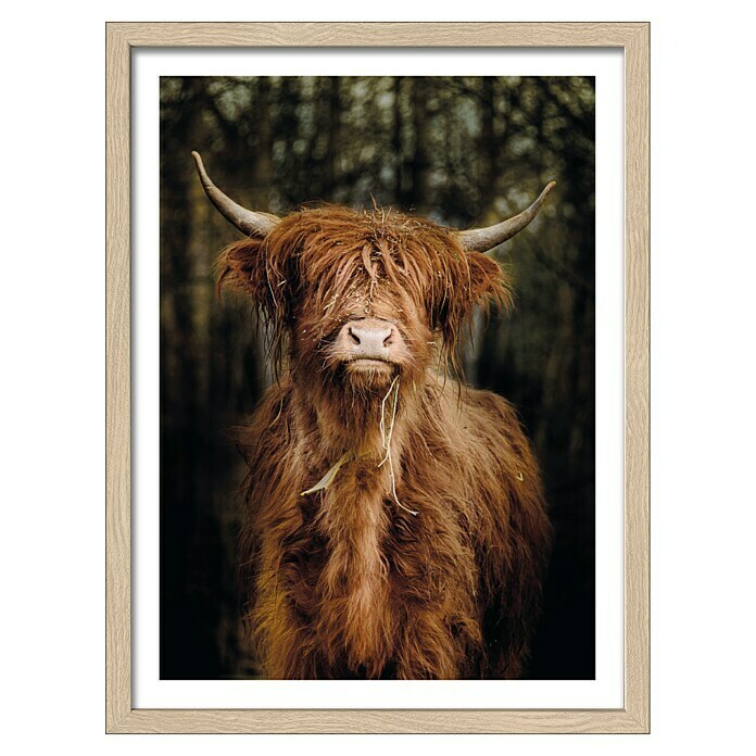 ProArt gerahmtes Wandbild Slim Scottish Highland Cattle VI