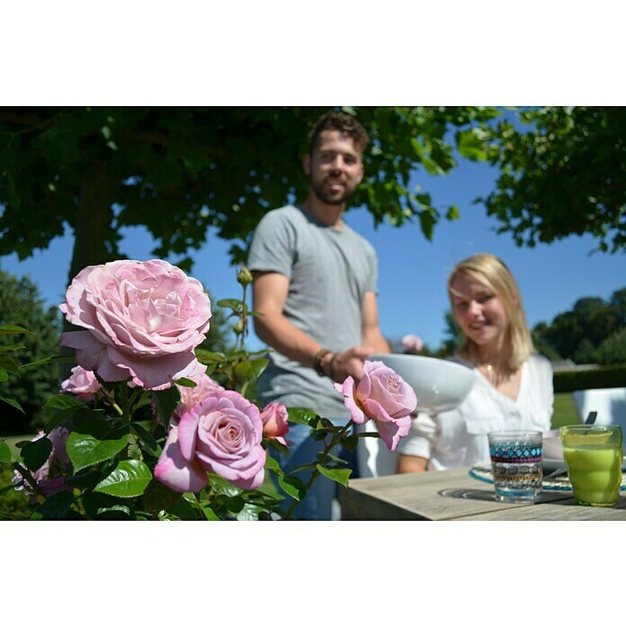 Rosa hybride Lizenz Sonderfarben 3 Sonde