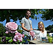 Rosa hybride Lizenz Sonderfarben 3 Sonde