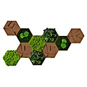 styleGreen Moosbild Hexagon (19 x 22 cm, null) | BAUHAUS