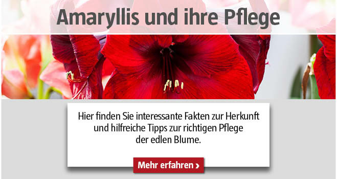 Amaryllis