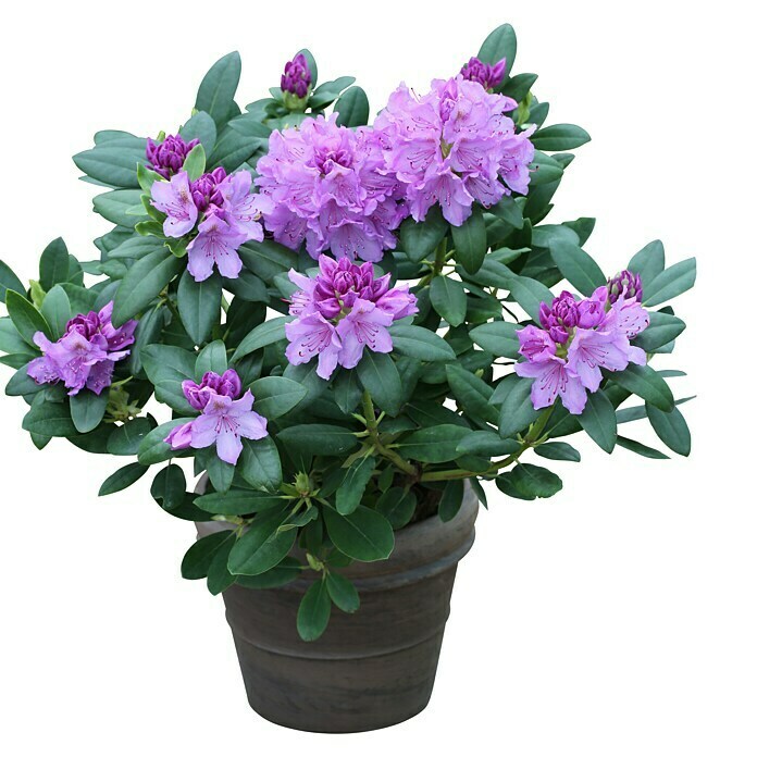 Großblumiger RhododendronRhododendron 'Catawbiense Grandiflorum' EASYDENDRON®, Lila Front View