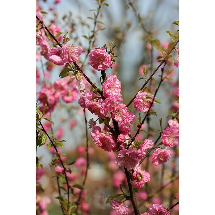 MandelbaumPrunus triloba Detail Shot