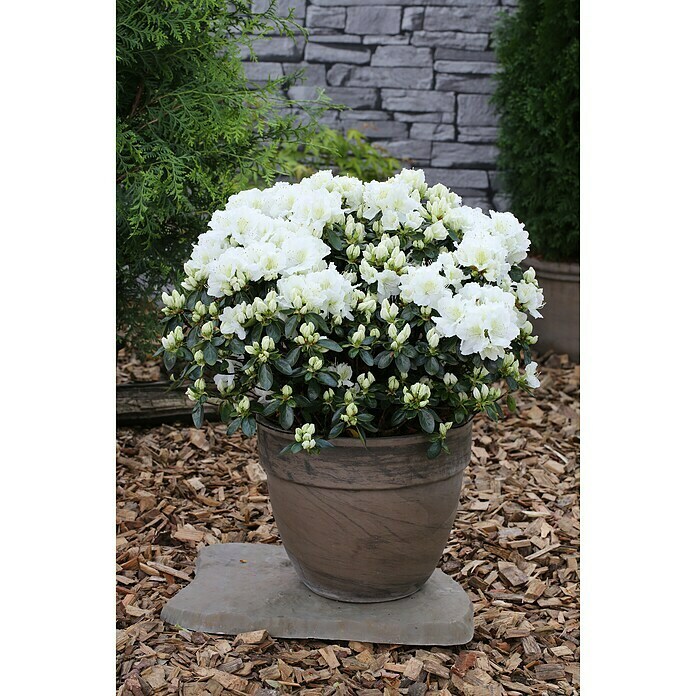 Japanische AzaleeRhododendron obtusum 'Maischnee'®, Topfvolumen: 2,3 l, Weiß Mood Shot