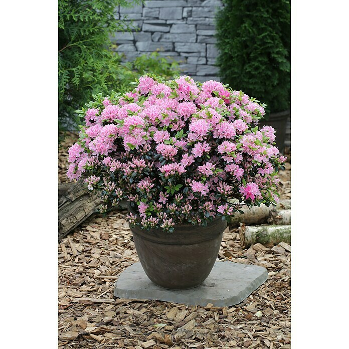 Japanische AzaleeRhododendron obtusum 'Kermesina Rose', Topfvolumen: 4,6 l, Rosa/Weiß Mood Shot