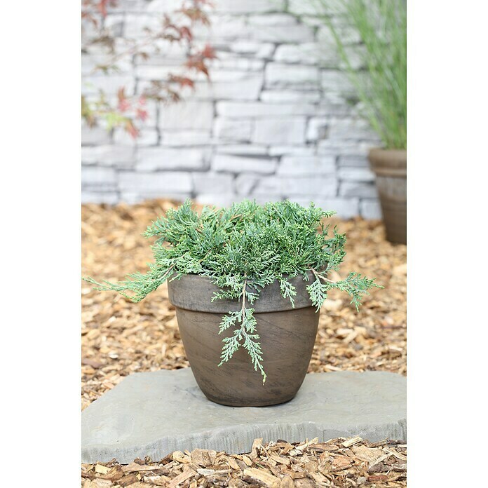 Blauer Zwerg-WacholderJuniperus horizontalis 'Glauca', Aktuelle Wuchshöhe: 30 cm - 50 cm Mood Shot