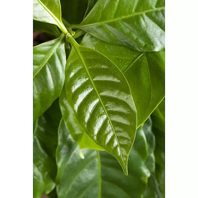 Piardino Zimmerpflanzen-Arrangement KaffeepflanzeCoffea arabica, Topfgröße: 25 cm