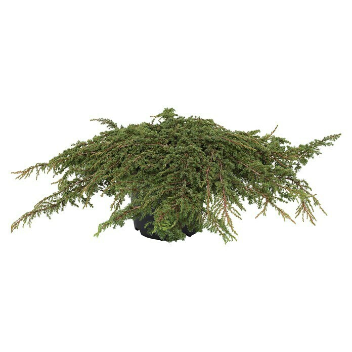 Gemeiner WacholderJuniperus communis 'Green Carpet', Topfvolumen: 2,3 l, Aktuelle Wuchshöhe: 20 cm - 30 cm Front View