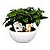 Piardino Zimmerpflanzen-Arrangement Kaffeepflanze 